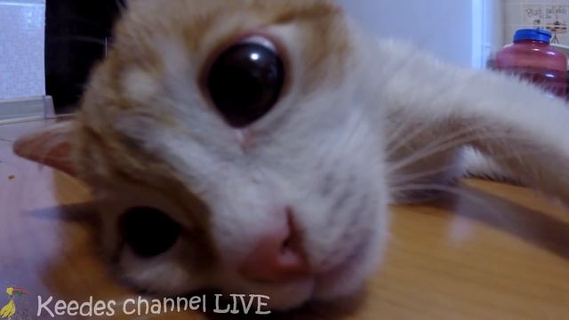 Рыжик - исследователь смотреть онлайн