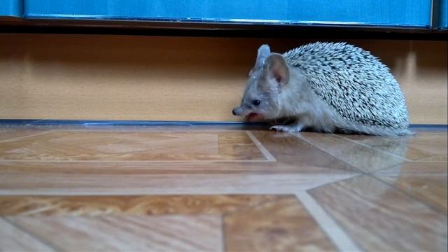 Ушастый ёж жрёт бронзовок смотреть онлайн