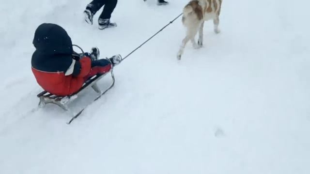 Зй ты, Шарик! Хочешь мы из тебя ездовую собаку сделаем? смотреть онлайн
