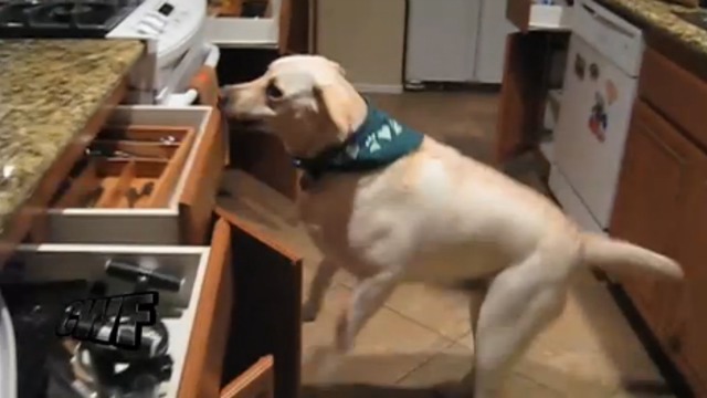 Сидеть! Лежать! Закрывать! смотреть онлайн