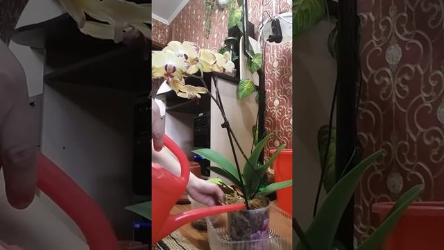 Орхидея гүлімнің күтімі смотреть онлайн