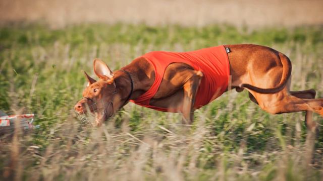 Курсинг Суханово 10.09.15 смотреть онлайн