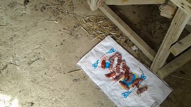 Крольчиха умерла при родах смотреть онлайн