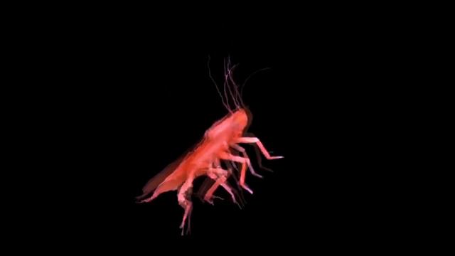 Таракан танцует под Instasamka - Popstar (Slowed x Reverb) смотреть онлайн