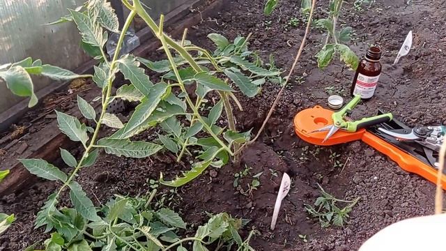 первое формирование куста томата и подвязка на шпалеру смотреть онлайн