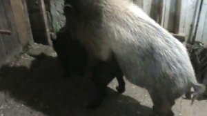 Случка свиней. / The pig's line.