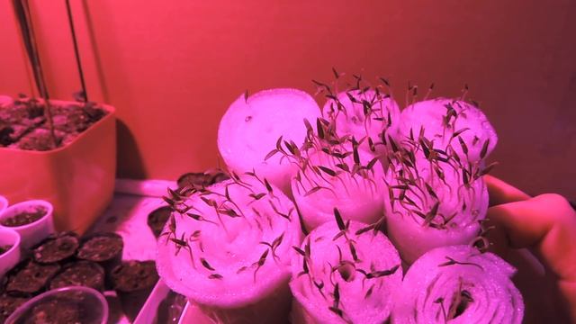 ТОМАТЫ В КАССЕТЫ | ПОСЕВ | ЗАПОЛНЯЕМ УЛИТКИ ГРУНТОМ смотреть онлайн