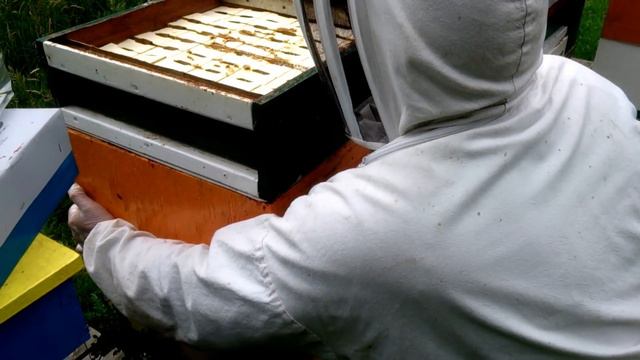 Пчеловодство в Англии. Секционный мёд 4. смотреть онлайн