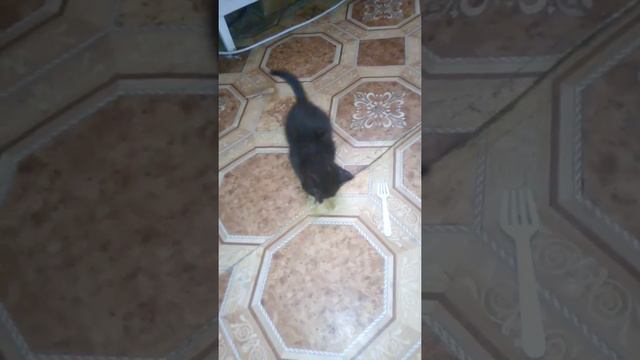 Касперу полтора месяца! На даче так наступает утро! любимая игрушка! Бомбейский кот! смотреть онлайн