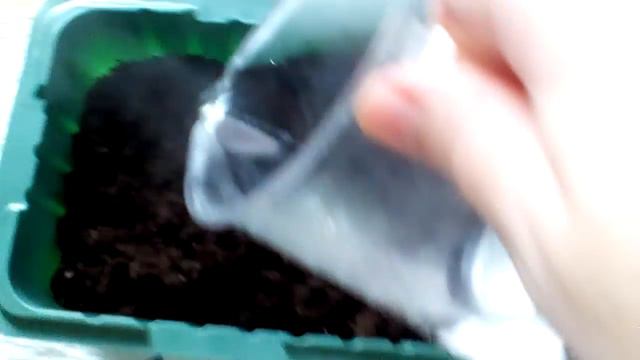 Посадка петуньи. смотреть онлайн