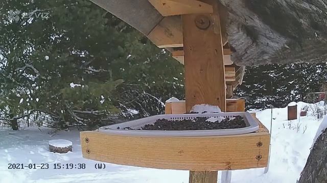 2021 Jan 23: Live stream bird feeding station. Ripley, Ontario Canada by AtHomeFriendlyTecGuy смотреть онлайн