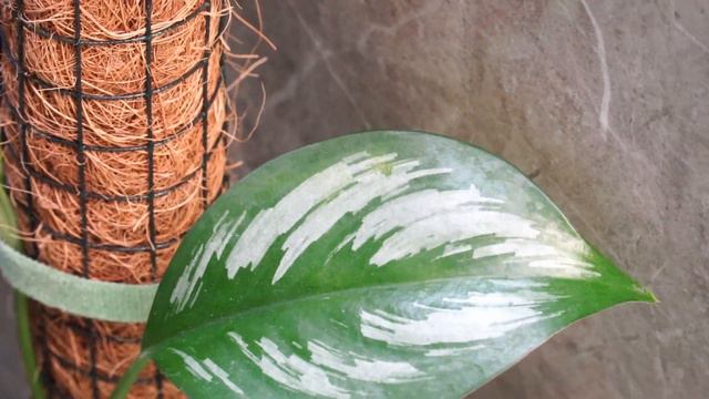 7 SCINDAPSUS TREUBII Collection - Indonesian Native Scindapsus Treubii [7 Scindapsus Asli Indonesia