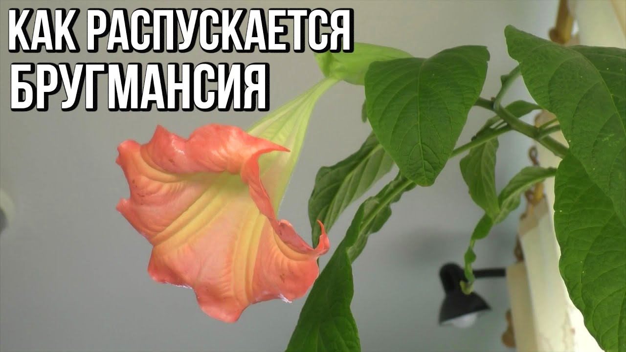 КАК ЦВЕТЁТ БРУГМАНСИЯ ОТ БУТОНА ДО ЦВЕТКА | TIMELAPSE смотреть онлайн