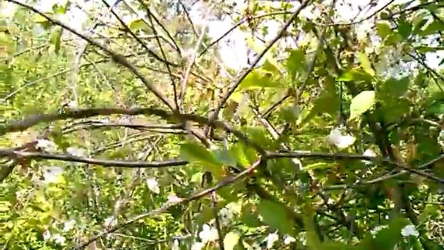 Строительные Хроники