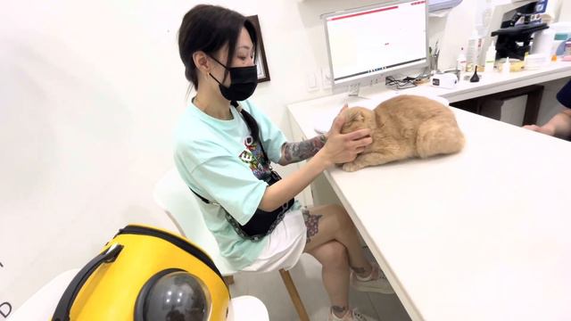 КАК ЛЕЧАТ ЖИВОТНЫХ В КОРЕЕ?/лечение дороже,чем у людей смотреть онлайн