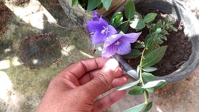 All season flower plant// Platycodon grandiflorus// Balloon flower смотреть онлайн