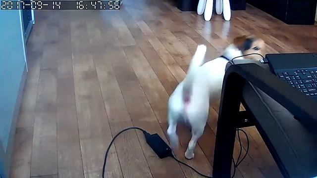 Воспитываем собаку с помощью умного дома Rubetek