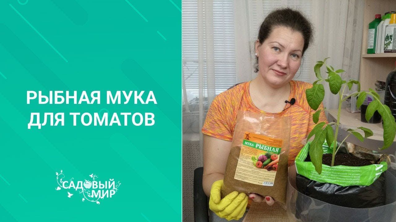 Удобрение для рассады томатов - рыбная мука.