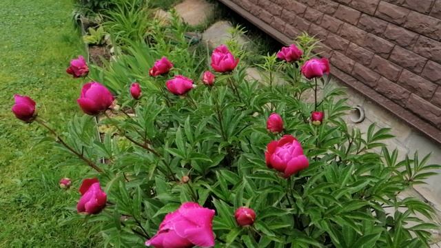 бутоны на пионе Олд Фейтфул (Paeonia Old Faithful) июнь 2022.mp4