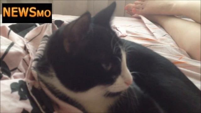 Кошка не любит когда на нее чихают. Кошачьи приколы смотреть онлайн