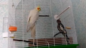 Первое знакомство кореллы самца с самкой