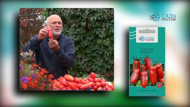 Помидор ПОЗАНО - до 12 кг с куста! смотреть онлайн
