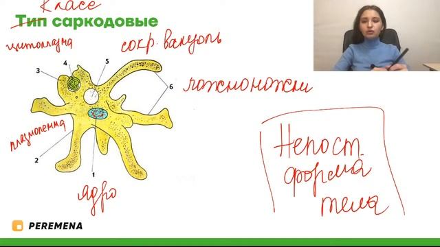 Строение простейших | ЕГЭ БИОЛОГИЯ 2021 | PEREMENA смотреть онлайн