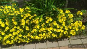 Энотера - неприхотливый многолетник