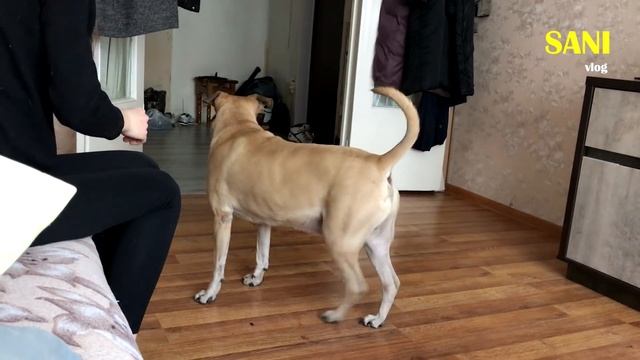 Чем мы занимаемся на карантине? Обнаружили способности у кота. Приколы с животными / SANI vlog смотреть онлайн