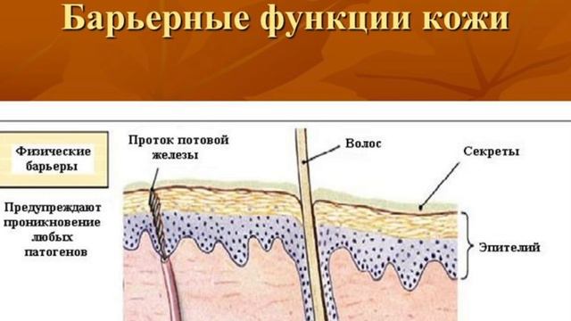 Топ 8 самых полезных масел. Правильное питание смотреть онлайн