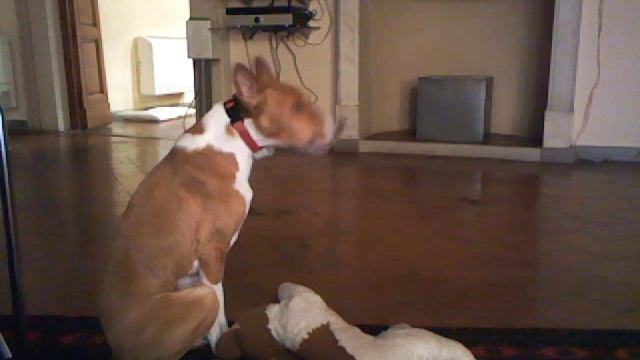 Singing basenji смотреть онлайн