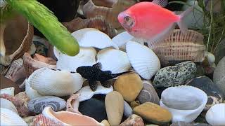 удаляем водоросли с грунта и декораций смотреть онлайн