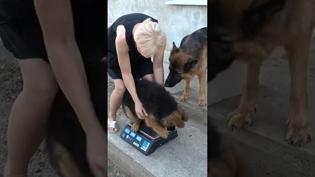 Сёме 3 месяца. Щенок длинношерстной немецкой овчарки от Дакара и Оливии. смотреть онлайн