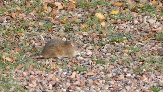 Животные для детей. Учим животных и птиц. Карточки домана. Учимся говорить смотреть онлайн