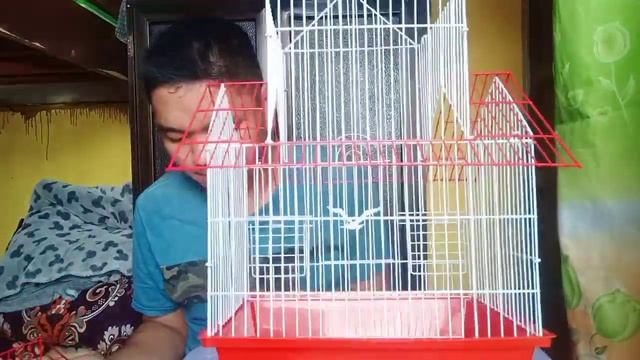 UNBOXING DOUBLE LAYERED CAGE, LAGYAN NA NATIN NG CHESTNUT MUNYA , MAYA AT JAVA SPARROW смотреть онлайн