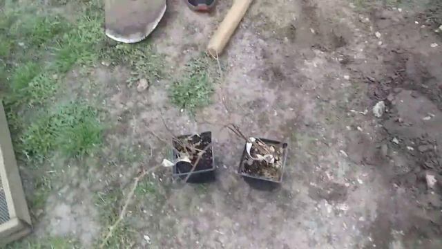 Посадка актинидии .Актинидия аргута Кенс Ред.Мини-Киви. смотреть онлайн