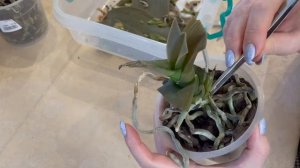 # 116 Орхидеи замерзли, что делать! (Часть 4) #УходЗаОрхидеями  #ЛечениеОрхидеи