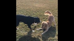 Большой швейцарский зенненхунд. Интеллект, Вопросы и ответы,  История