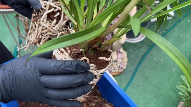 Орхидея Цимбидиум (Cymbidium). Пересадка