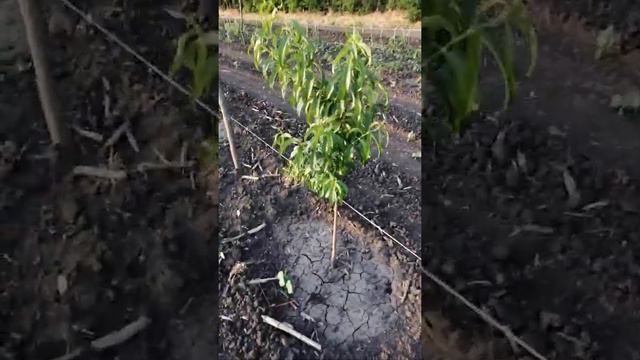 Эксперимент с персиками. смотреть онлайн
