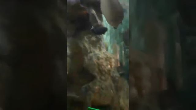 Италия 2019. Аквариум в Генуя. смотреть онлайн