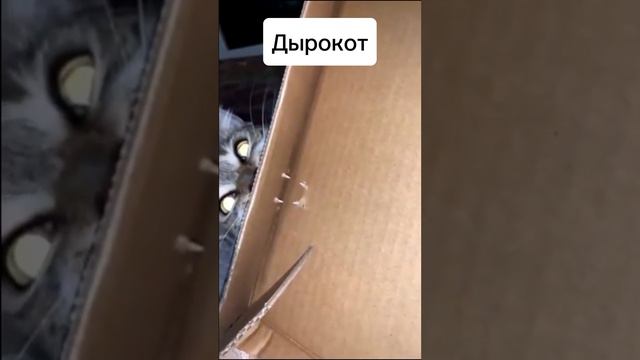Дырокот, кот постер #юмор #котики