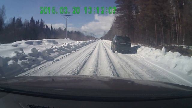 Tigar Sigura Stud удивила