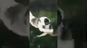 Волкодав против волка (волк против собаки)