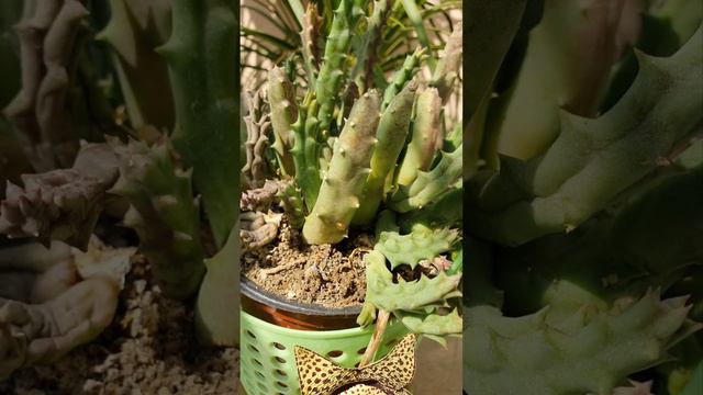 Стапелия такая же смотреть онлайн