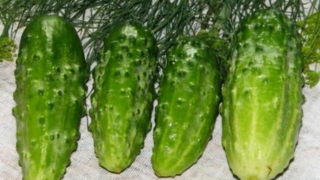 Сорт Огурцов Муромский (САМООПЫЛЯЕМЫЙ,ТЕПЛИЧНЫЙ) смотреть онлайн