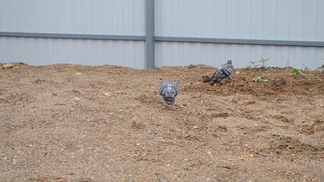 15 серия Чем отличается дикий,городской голубь от спортивного голубя. sports pigeon смотреть онлайн