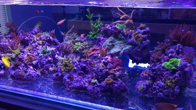 ORR Saltwater Reef Aquarium 1 year old смотреть онлайн