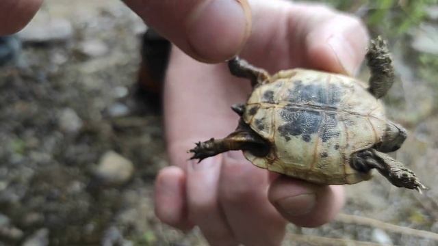 Не бросайте сухопутных черепах в воду! смотреть онлайн
