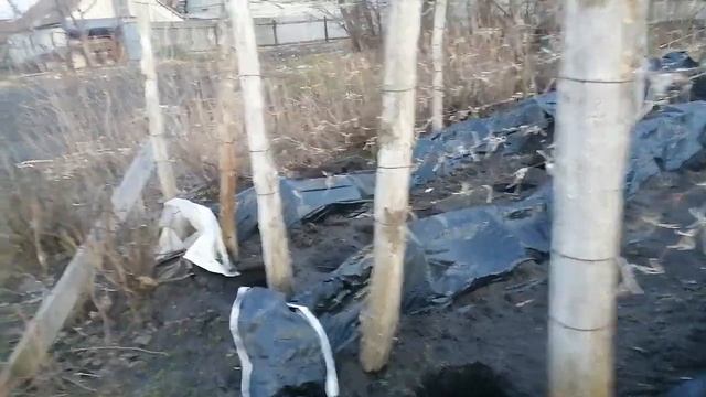 Черная или прозрачная пленка для укрытия виноградных кустов. смотреть онлайн